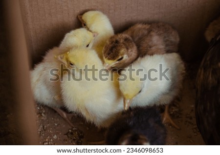 Yellow and brown daily turkey poults in a box