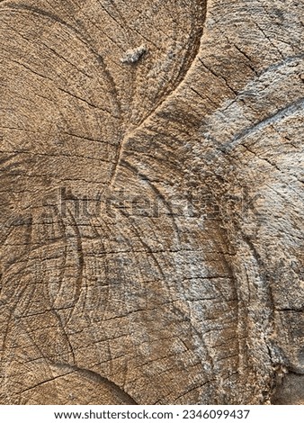 Kapok tree wood background that has been cut down