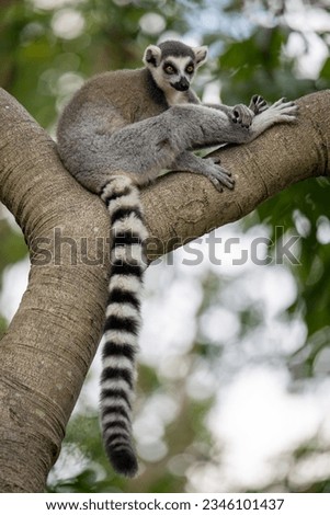 a ring tailed lemur sit on the tree Royalty-Free Stock Photo #2346101437