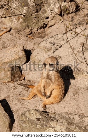 Meerkat sitting on the sand