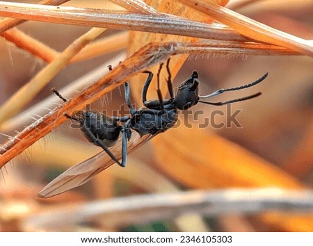 macro photography of a winged black ant with the Latin name Dolichoderus thoracicus Royalty-Free Stock Photo #2346105303