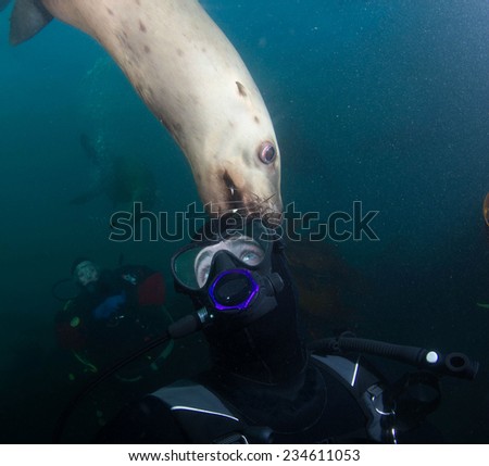 Sea Lion playing with diver