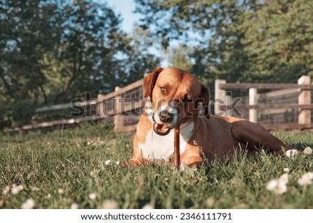 Happy dog with chew stick lying in grass outside. Front view of puppy dog chewing on a beef bully stick enjoying a summer day. Dental health. 1 year old female Harrier mix dog. Selective focus. Royalty-Free Stock Photo #2346111791