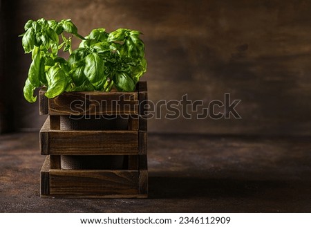 green basil in a wooden box. High quality photo