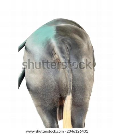 a photography of an elephant with a long trunk and a long tusk, there is a elephant that is standing with a stick in its trunk.