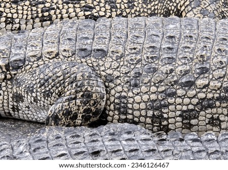 a photography of a group of alligators laying on top of each other, there are many crocodiles that are laying on the ground together.