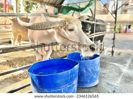 a photography of a goat with horns sticking its head over a fence, there is a goat that is standing behind a fence with buckets.