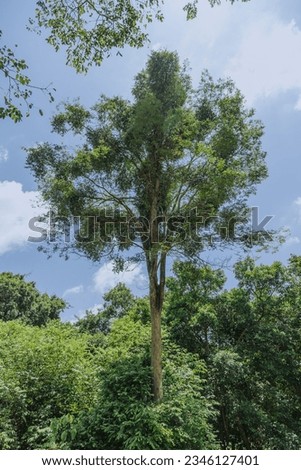 A picture of a tall tree in the middle of the forest with the sky in the background.