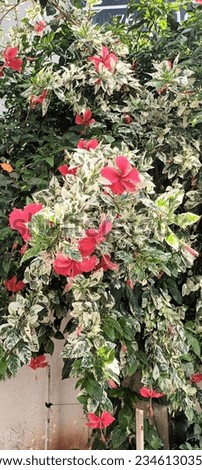 A beautiful picture of the Hibiscus rosa plant