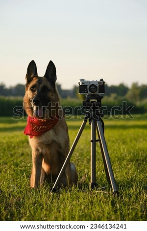Concept pets look like people. Dog professional photographer with vintage film photo camera on tripod. German Shepherd wears red bandana at sunset in summer. Front view