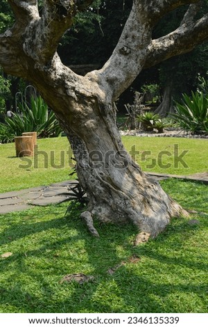 selective focus, pattern, texture and shape of old trees in garden.