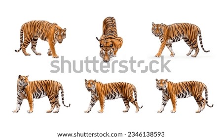 collection, royal tiger (P. t. corbetti) isolated on white background clipping path included. The tiger is staring at its prey. Hunter concept.