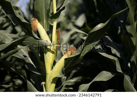 A fresh corn inside it's leaves in a green field. pre harvest corn field. Organic and natural corn plant kissed by sun. Healthy vegan fruit picture.