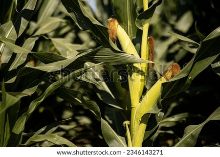 A fresh corn inside it's leaves in a green field. pre harvest corn field. Organic and natural corn plant kissed by sun. Healthy vegan fruit picture.