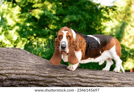A basset hound dog stands sideways on a wooden log against a background of trees. The dog looks straight into the camera. He has long ears and sad eyes. The photo is blurred and horizontal.  Royalty-Free Stock Photo #2346145697