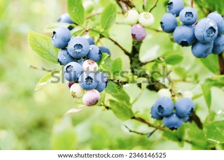Vaccinium corymbosum blue huckleberry bush ripening berries blueberry plant in garden vertical shot Royalty-Free Stock Photo #2346146525