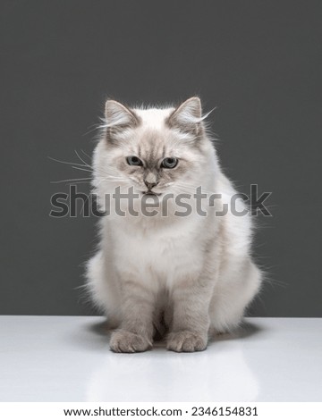Fluffy grey cat with blue eyes and angry grumpy muzzle. Sitting Neva Masquerade kitten on a gray background. High quality vertical photo of long-hair cat Royalty-Free Stock Photo #2346154831