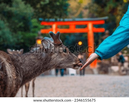 A wild deer in Nara, Japan Royalty-Free Stock Photo #2346155675