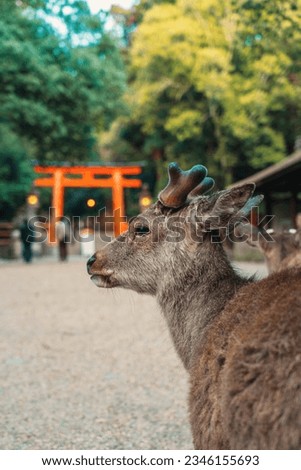 A wild deer in Nara, Japan Royalty-Free Stock Photo #2346155693