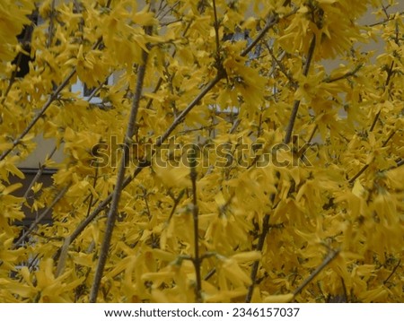 very beautiful yellow plant in spring, summer and autumn