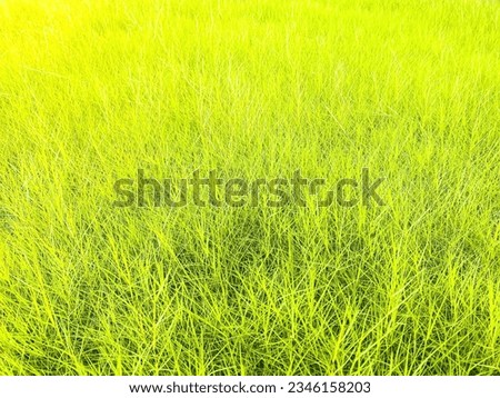 Green plant and park pictures for background.concept landscape of growing of plant of nature patturn.