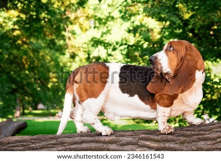 A basset hound dog is walking on a wooden log on a background of trees. The sad dog turned his head back. It has short legs and long ears. The photo is blurred and horizontal. High quality photo