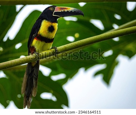 portrait of a colorful toucan - collared aracari sitting on the branch in costa rican rainforest	
