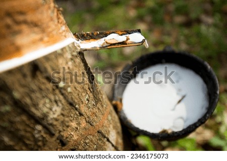 Rubber tree forest organic plantation in Ko Yao Island in south Thailand. Royalty-Free Stock Photo #2346175073