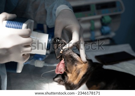 A veterinary dentist makes an x-ray of a dog's tooth under anesthesia. The owners of a pet with a toothache turned to a veterinary clinic for treatment. The concept of dental treatment in dogs.