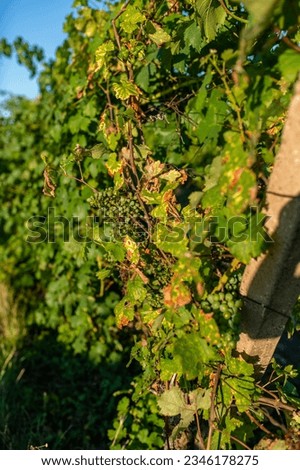 Summer vineyard, the period when the grapes ripen for the production of tasty wine, a beautiful sun-drenched landscape