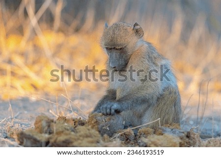 yellow baboon (Papio cynocephalus) Chobe National Park, Botswana