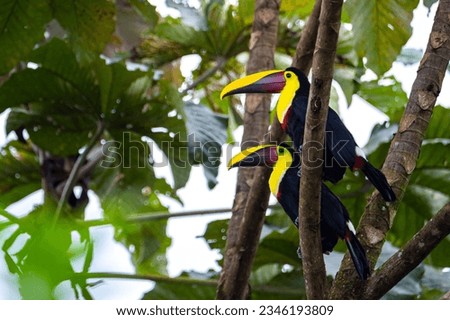 two large Chestnut-mandibled toucans (tucans) sitting on the branch in costa rican rainforest, colorful wild birds of costa rica	