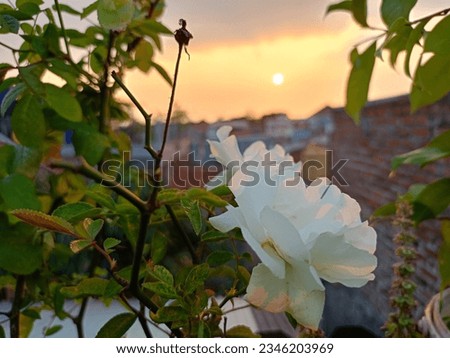white jasmine flowers against the background of densely populated houses accompanied by the beautiful sunset