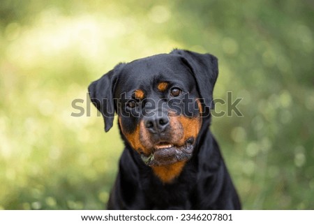 Rottweiler portrait in the forest, blurry green nature background 