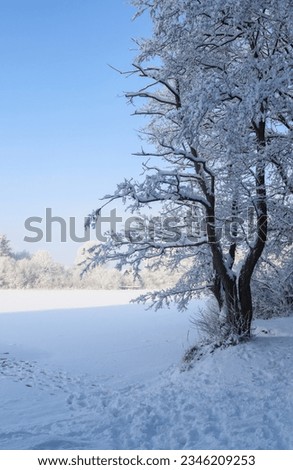 A beautiful white winter landscape with snow and trees