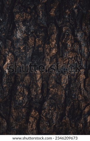 A close up of an old brown tree bark texture