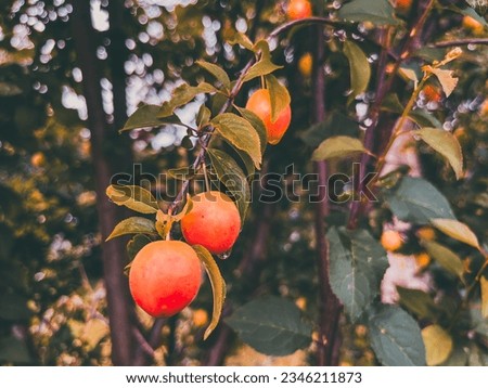 A pink Orange fruit plum