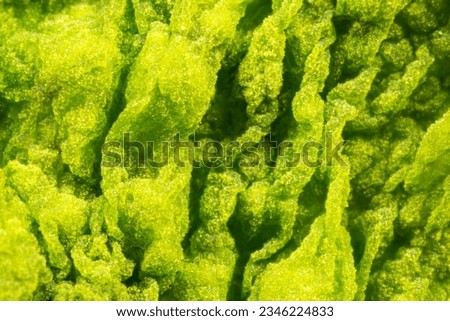 Cyanobacteria, Cyanobacteriota or Cyanophyta a layer on the water surface, water pollution,  micro photography under microscope - magnified 5x