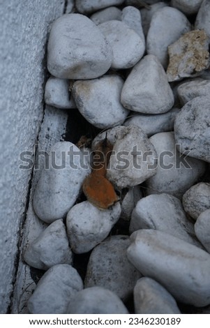 The slug Arion rufus crawls over the rocks near the wall. The red-, the large red- and European red slug, Arion rufus, chocolate arion, is a species of land slug in the family Arionidae. Berlin Royalty-Free Stock Photo #2346230189
