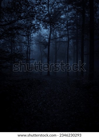 twilight hour at a deep forest