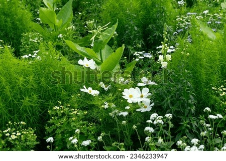 A flower bed assembled from flowers with white flowers