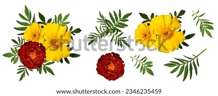 Floral composition of marigold flowers and leaves. Set of elements for creating collage or design, postcards, invitations. All elements are isolated on a white background.