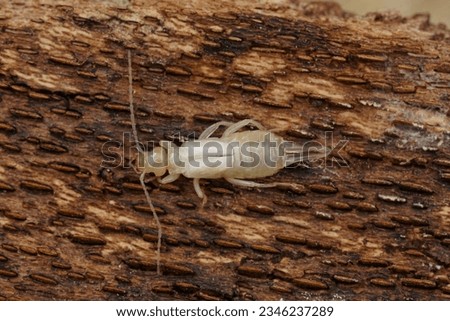 Natural detailed closeup on a white fresh moulted European common earwig, Forficula auricularia, sitting on wood