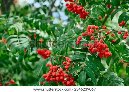 Rowan on a branch. Red rowan. Rowan berries on rowan tree. Sorbus aucuparia.