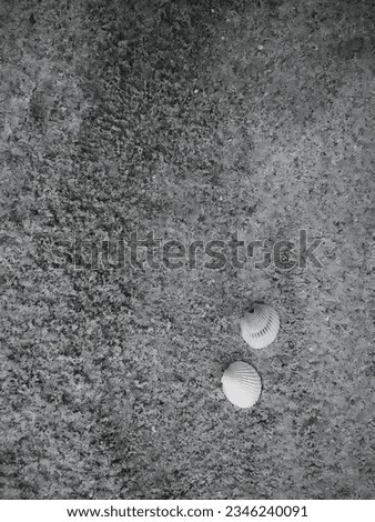Black and white picture. View background of a white clam shell on the surface of the sand. Top view.