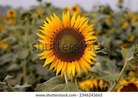 Close-up of a sunflower growing in a field of sunflowers on a nice sunny summer day with some clouds