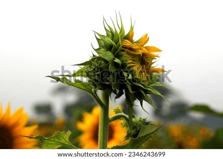 Close-up of a sunflower growing in a field of sunflowers on a nice sunny summer day with some clouds
