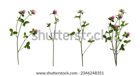 Realistic red clover flowers with leaves and stems isolated on white background. Three clover flowers and example of a bouquet of them.