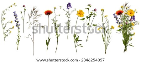 Wildflowers and herbs with example of a bouquet of these flowers. Botanical collection, summer composition, white background. Set of elements for creating collage or design, postcards, invitations. Royalty-Free Stock Photo #2346254057