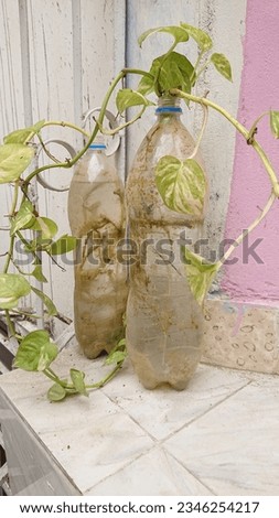 Money Plant old bottle Dead dry Leaf Isolated outdoor Shoot.A money plant with floating roots in the water